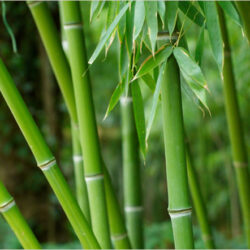 bamboo-forest